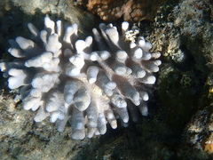 Cladiella