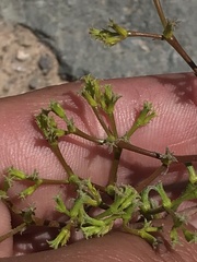 Lastarriaea chilensis