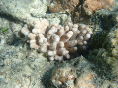Cladiella