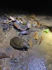 Sternotherus depressus