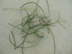 Phyllospadix torreyi