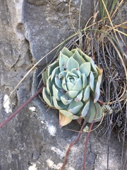 Echeveria simulans