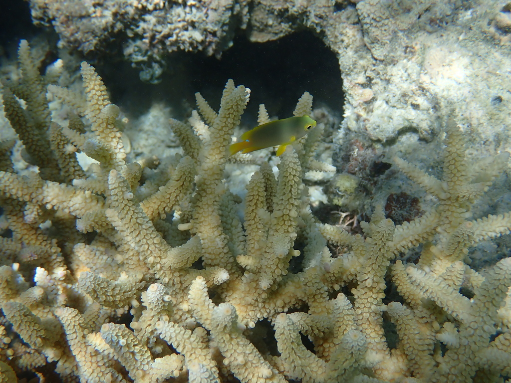 Acropora pulchra