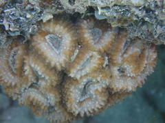 Lobophyllia
