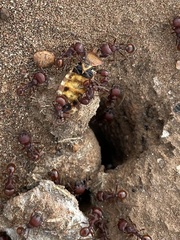 Pogonomyrmex barbatus