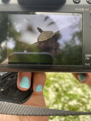 Graptemys ouachitensis