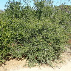 Quercus agrifolia agrifolia