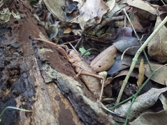 Nesoecia insignis