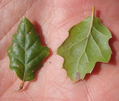 Quercus agrifolia agrifolia