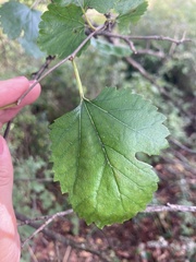 Crataegus mollis
