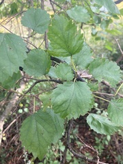 Crataegus mollis