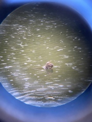 Graptemys ouachitensis