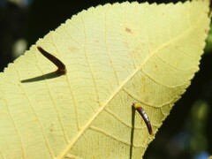Caryomyia subulata