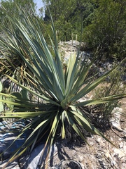 Dasylirion berlandieri