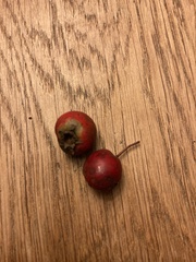 Crataegus mollis