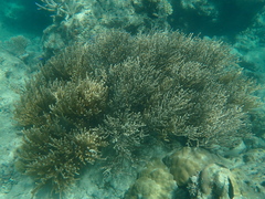 Isis hippuris