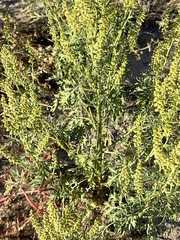 Ambrosia acanthicarpa