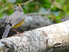 Basileuterus lachrymosus