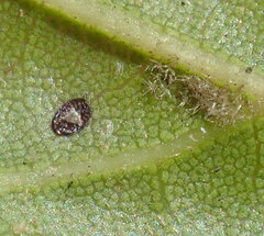 Quercus agrifolia agrifolia