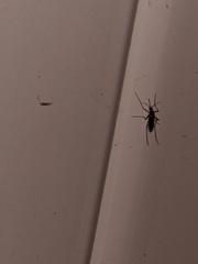 Culex quinquefasciatus