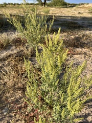 Ambrosia acanthicarpa