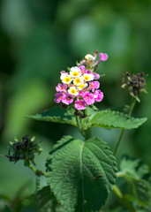 Lantana