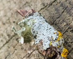 Ramalina sinensis