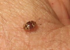Epopterus