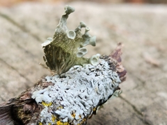 Ramalina sinensis