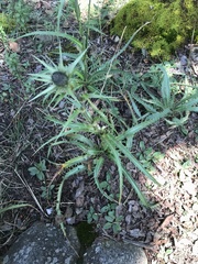 Eryngium proteiflorum