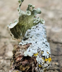 Ramalina sinensis