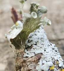 Ramalina sinensis