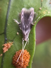 Thylacosceles radians