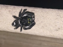 Phidippus regius