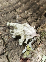 Ramalina sinensis