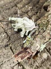 Ramalina sinensis