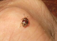 Epopterus