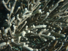 Isis hippuris