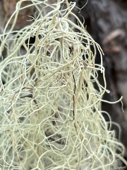 Alectoria sarmentosa