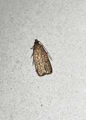 Glyphidocera juniperella