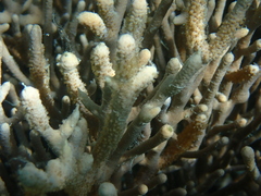 Isis hippuris