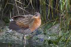Rallus obsoletus levipes