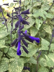Salvia concolor