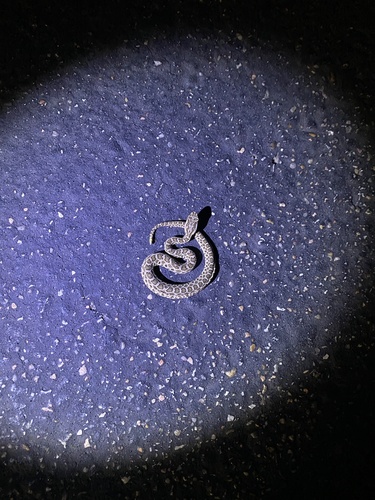 Desert Massasauga [edwardsi], Sistrurus tergeminus