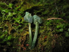 Entoloma
