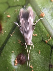 Thylacosceles radians