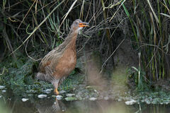 Rallus obsoletus levipes