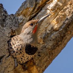 Colaptes auratus cafer