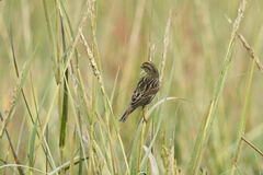 Passerculus sandwichensis beldingi