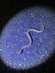 Sistrurus tergeminus